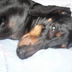 Gravhund smutti R.I.P ( død 2007)