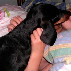 Gravhund smutti R.I.P ( død 2007)