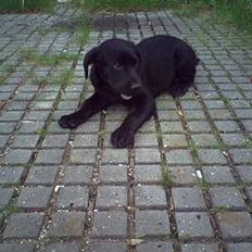 Blanding af racer Malou