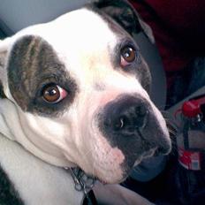 Amerikansk bulldog Missy