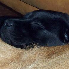 Labrador retriever Tilde *SOLGT*