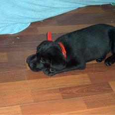 Labrador retriever Tilde *SOLGT*