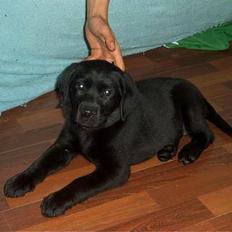 Labrador retriever Tilde *SOLGT*