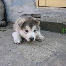 Alaskan malamute Mikkelsborgs Kido Aslan