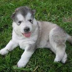 Alaskan malamute Mikkelsborgs Kido Aslan
