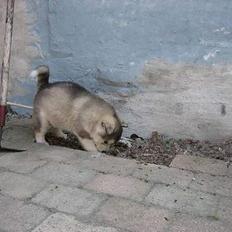 Alaskan malamute Mikkelsborgs Kido Aslan