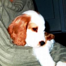 Cocker spaniel Beauty