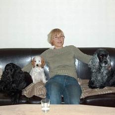 Cocker spaniel Beauty