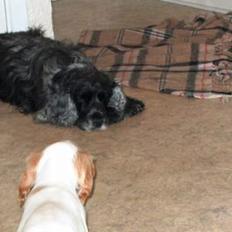 Cocker spaniel Beauty