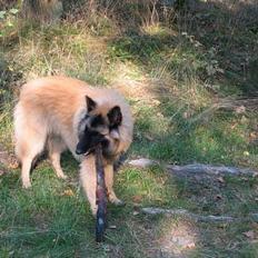 Tervueren Frodo ( susmik's Kudo)