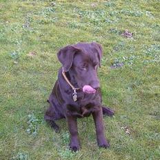 Labrador retriever Malou