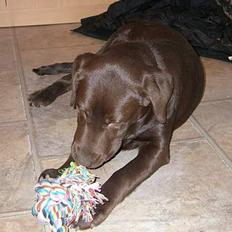 Labrador retriever Malou