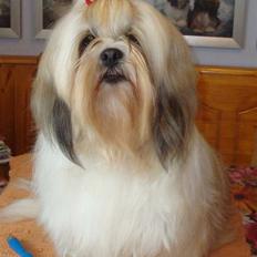 Lhasa apso cherí..