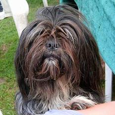 Lhasa apso Tøsen