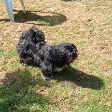 Lhasa apso Tøsen