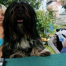 Lhasa apso Tøsen