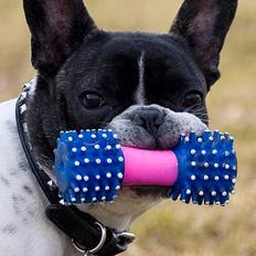 Fransk bulldog Vuck Stinkdyret