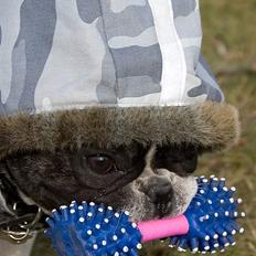 Fransk bulldog Vuck Stinkdyret