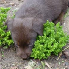 Labrador retriever King