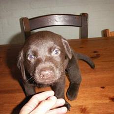 Labrador retriever King