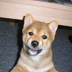 Shiba Pyrus