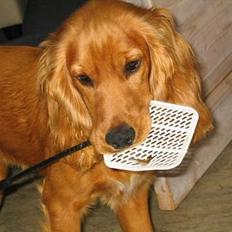 Cocker spaniel Rufus