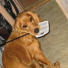 Cocker spaniel Rufus