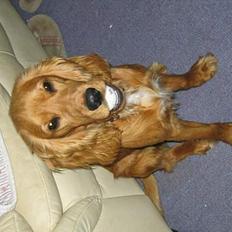 Cocker spaniel Rufus