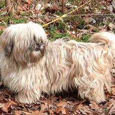 Lhasa apso merle