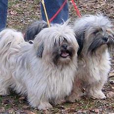 Lhasa apso merle