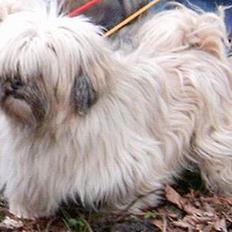 Lhasa apso merle
