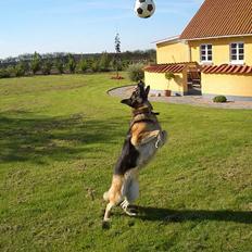 Schæferhund Sisse R.I.P <3