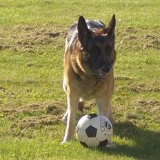 Schæferhund Sisse R.I.P <3