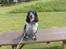 Cocker spaniel Balder - <333