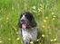 Cocker spaniel Balder - Balder og mælkebøtter:P<33