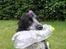 Cocker spaniel Balder - Grrr<3333