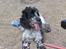 Cocker spaniel Balder - <33