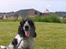 Cocker spaniel Balder - <33333