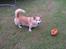 Welsh corgi pembroke SABO #R.I.P ;( - Hov Bolden kunne ikke klare presset.. 