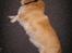 Welsh corgi pembroke SABO #R.I.P ;( - Charme trold :P
