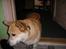 Welsh corgi pembroke SABO #R.I.P ;( - Lige vågnet :P?