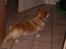Welsh corgi pembroke SABO #R.I.P ;( - Irritere Fluerne dig Sabo?
