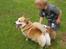 Welsh corgi pembroke SABO #R.I.P ;( - Her er så min lille bror, Bastian Som sniger sig ind og nakker bolden fra Sabo. Han kastede den dog også hurtigt væk :P