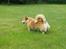 Welsh corgi pembroke SABO #R.I.P ;( - Tis Tis.