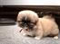 Pekingeser BOBBY - Kan i forstå hvorfor min ejer ikke kan lade mig være?