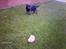 Pekingeser BOBBY - Shh.. Helt stille som en ninja.