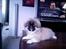 Pekingeser BOBBY - 16/08-06 Flader ud foran tvét. .. Det har min far lært mig.. 
