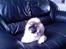 Pekingeser BOBBY - fra d. 16/08-06 er jeg ikke blevet stor?