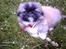 Pekingeser BOBBY