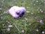 Pekingeser BOBBY